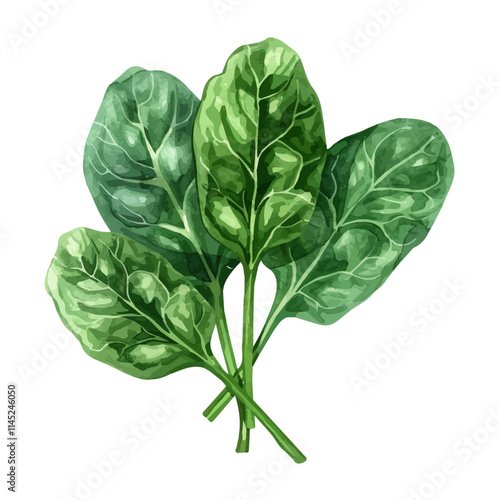 A watercolor vector of fresh green spinach leaves, isolated on a white background. Spinach vector.
