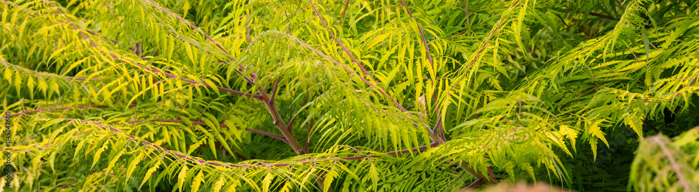 Closeup of lacy yellow green leaves and branches of a Staghorn Sumac plant, as a fall nature background
Closeup of lacy yellow green leaves and branches of a Staghorn Sumac plant, as a fall nature background