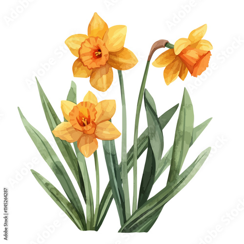 A watercolor clipart of freshly bloomed daffodils in a garden, isolated on a white background. Daffodil vector.
