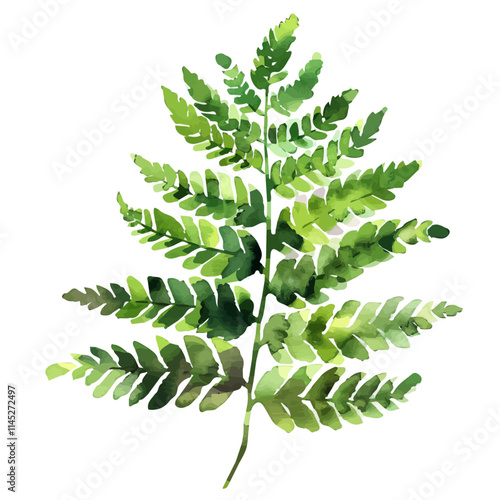 A watercolor vector of green fern leaves in the spring, isolated on a white background. Green fern leaves in the spring vector.
