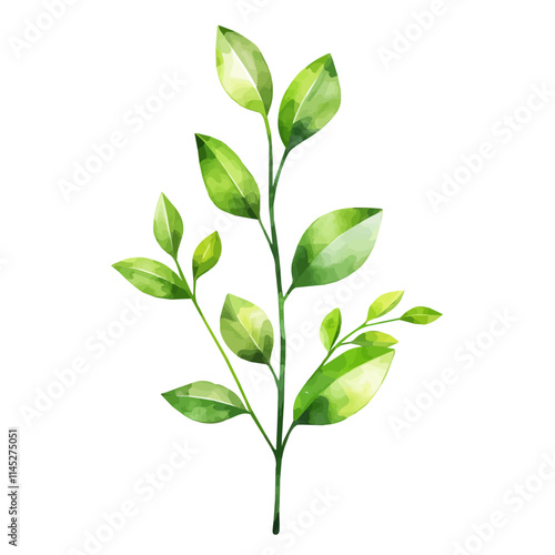 A watercolor illustration of green leaves unfurling in spring, isolated on a white background. Green leaves unfurling in spring vector.
 photo