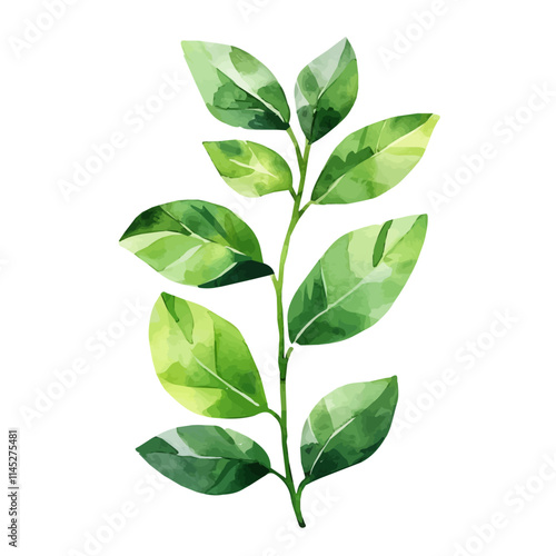 A watercolor vector of green leaves unfurling in spring, isolated on a white background. Green leaves unfurling in spring vector.
