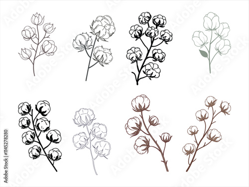 Elegant dried cotton flower branch vector set.