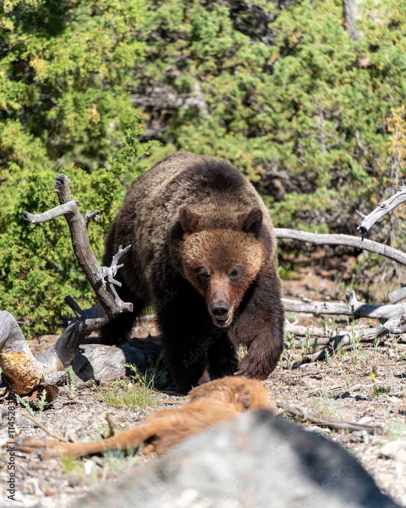 Fototapeta premium Grizzly Bear 