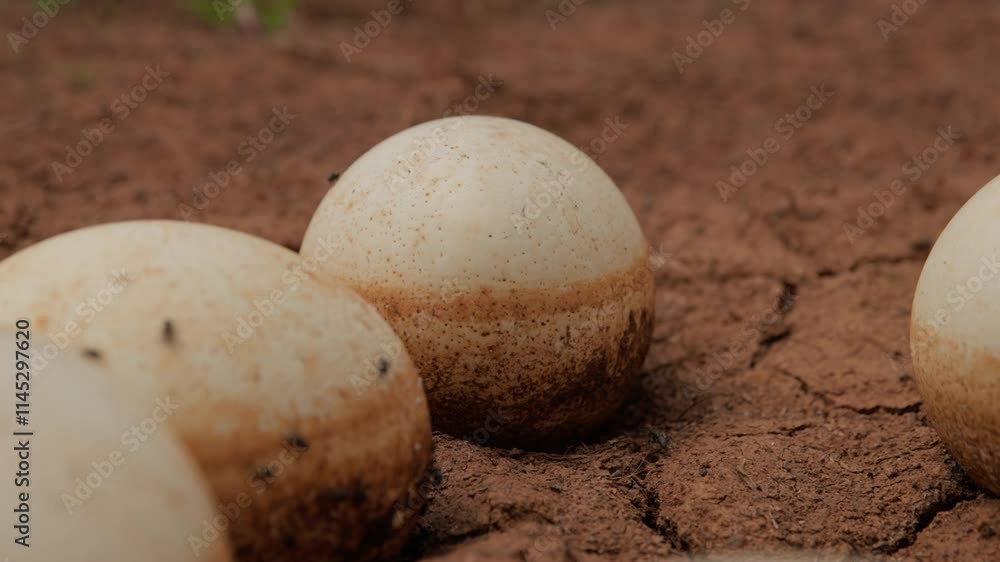 Gimbal close up shot of large ostrich (Struthio camelus) eggs as a safari ant (dorylus) walks by during the morning in Kenya. Gimbal close up shot of large ostrich (Struthio camelus) eggs as a safari ant (dorylus) walks by during the morning in Kenya.