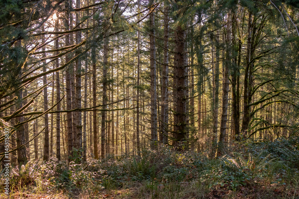 Obraz premium Sunlight streaming through a forest