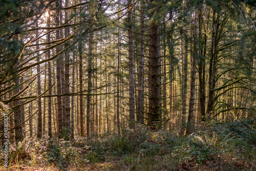 Sunlight streaming through a forest