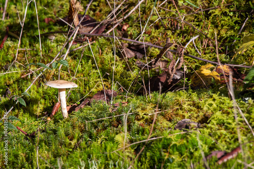 Mushroom growing in the forest