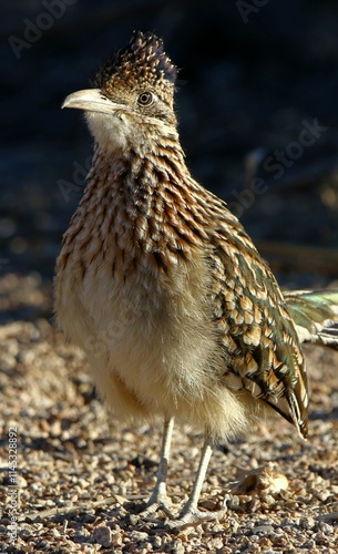 Roadrunner in Tonto National Forest 