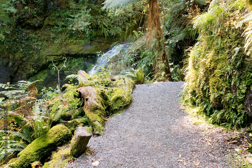 custom made wallpaper toronto digitalPathway Through the Dense Forest - Tranquil Nature Trail