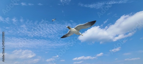 The flying seagulls over the sea