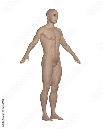 Obraz na płótnie Male Human Body Side View. Anatomical Model Isolated on White Background. w salonie