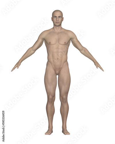 Obraz na płótnie Male Human Body Side View. Anatomical Model Isolated on White Background. w salonie