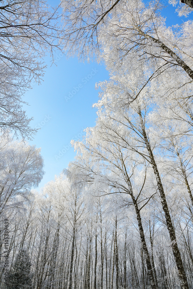Majestic landscape with snow-covered birch trees in city park. Majestic landscape with snow-covered birch trees in city park.