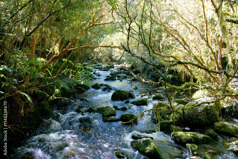 River Flowing Through Lush Forest - Tranquil Nature River Flowing Through Lush Forest - Tranquil Nature