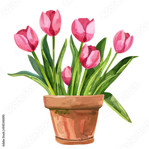 A watercolor clipart of springtime tulips in a flowerpot, isolated on a white background. Springtime tulips in a flowerpot vector.
