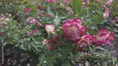 A vibrant display of pink roses in a garden setting, showcasing nature's beauty.