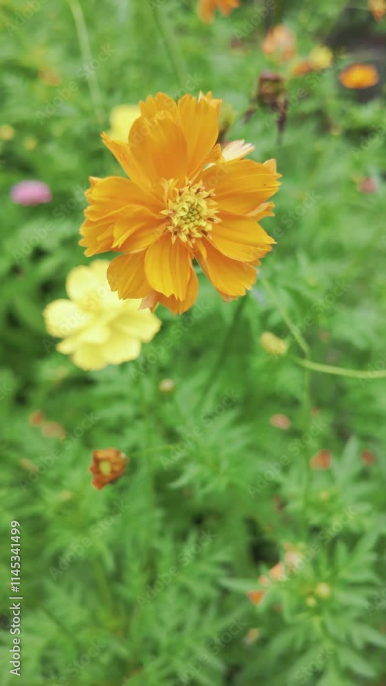 A vibrant orange flower amidst lush green foliage, showcasing nature's beauty. A vibrant orange flower amidst lush green foliage, showcasing nature's beauty.