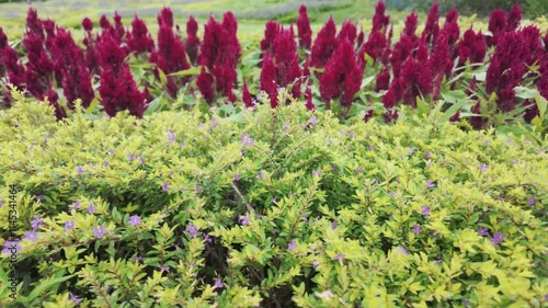 A vibrant garden scene featuring lush green plants and striking red flowers.