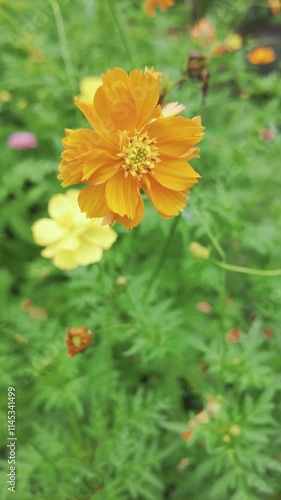 A vibrant orange flower amidst lush green foliage, showcasing nature's beauty.