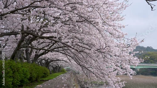 風に揺れる桜の4Kスローモーション動画