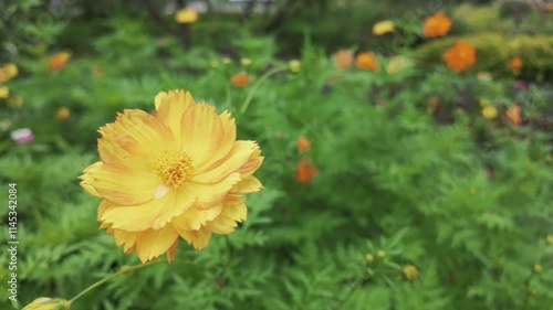 A vibrant yellow flower surrounded by lush green foliage in a garden setting.