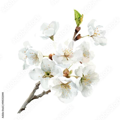 A watercolor drawing of white cherry blossoms in spring, isolated on a white background. White cherry blossoms in spring vector.
