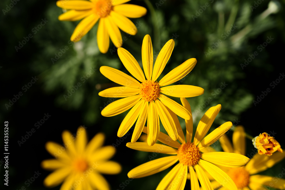Close-up of blooming yellow Euryops pectinatus flowers Close-up of blooming yellow Euryops pectinatus flowers