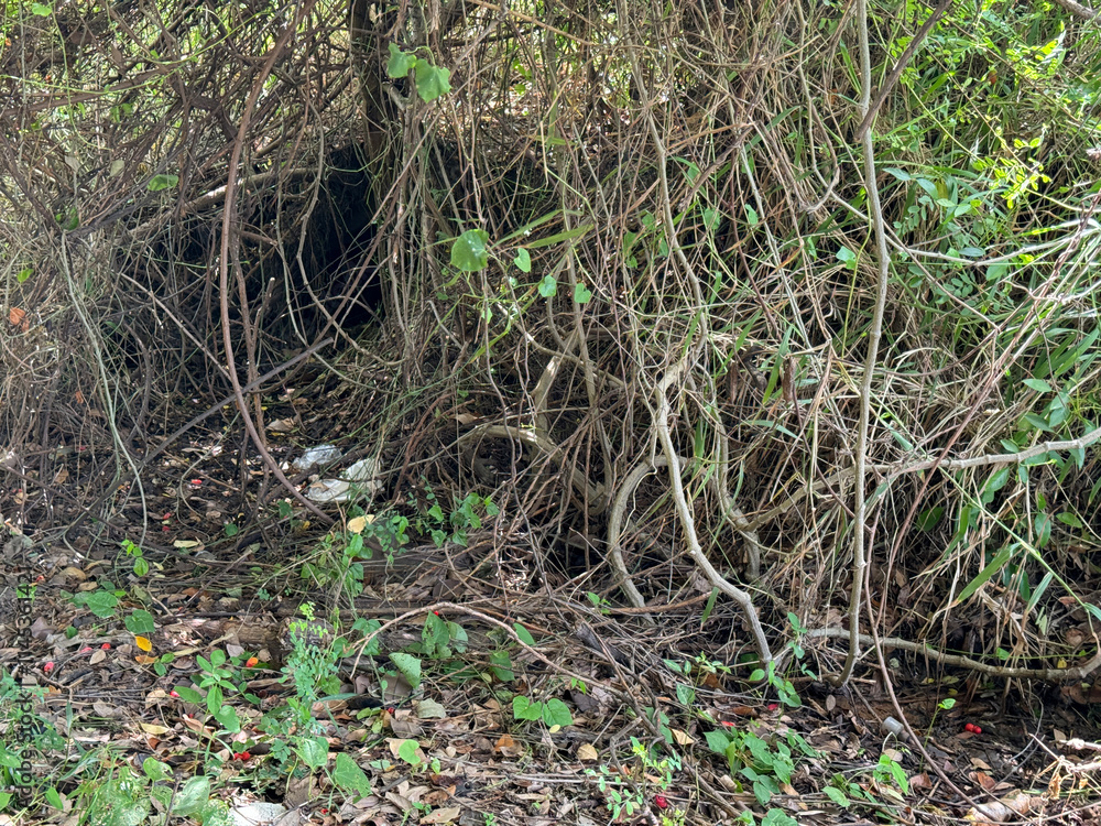 Fototapeta premium closeup hole in the forest