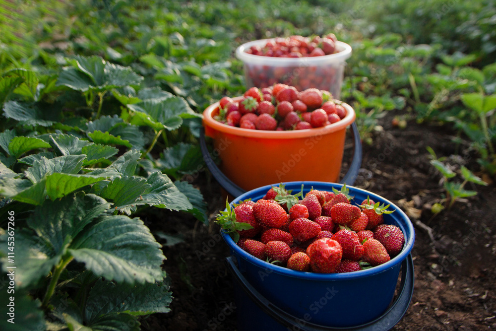 harvesting. Picking strawberries in the village. Buckets with strawberries harvesting. Picking strawberries in the village. Buckets with strawberries