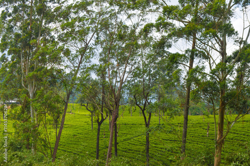 Fototapeta premium Colonial tea estates initiated by the British Empire, surrounded by stunning green mountains, natural waterfalls, and the paradise of Sri Lanka