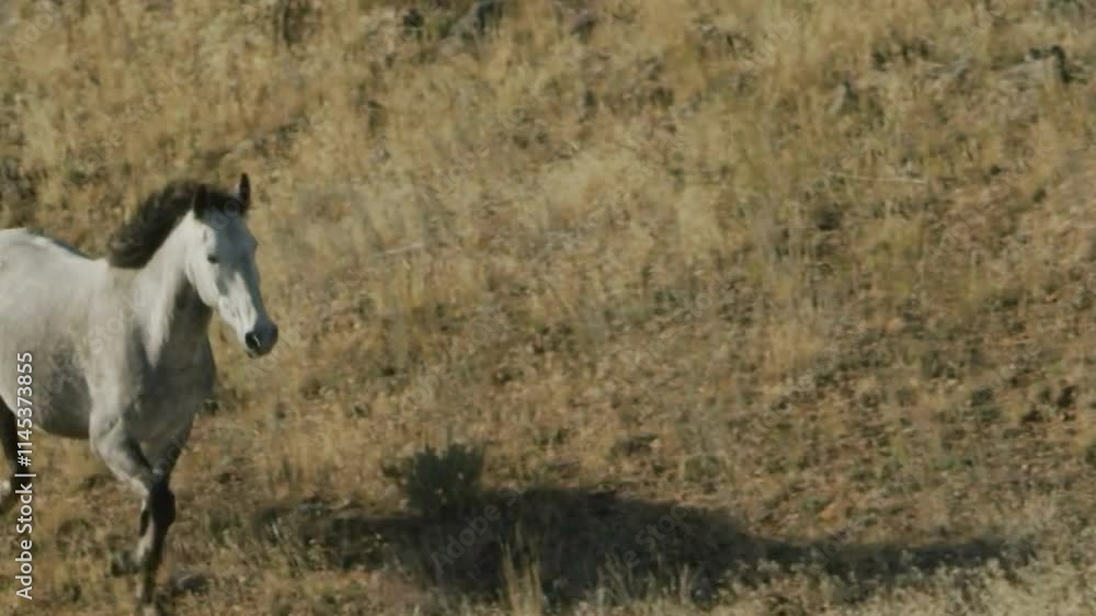 horses in the field, white and brown horses in the field horses in the field, white and brown horses in the field