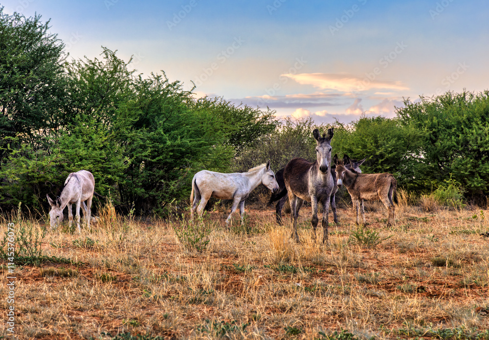 herd of donkeys grazing on a pasture in the bush in a village in Southern Africa herd of donkeys grazing on a pasture in the bush in a village in Southern Africa