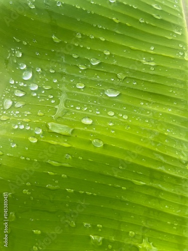 Close-up of a banana leaf with water droplets, showcasing natural textures and tropical freshness. Perfect for themes related to nature, sustainability, and tropical environments photo