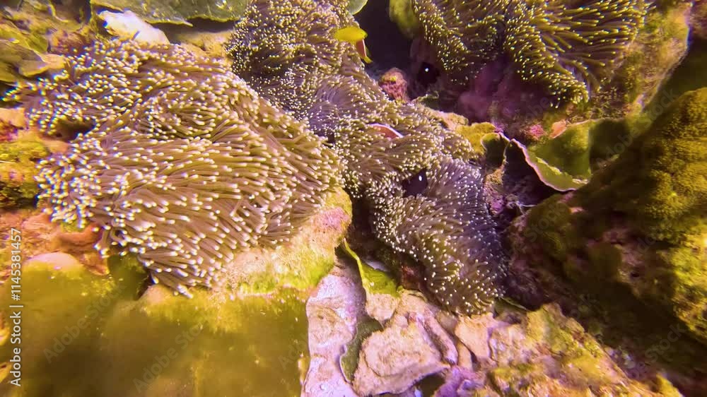 Clown fish Amphiprion swim family group in polyps poisonous dangerous ...