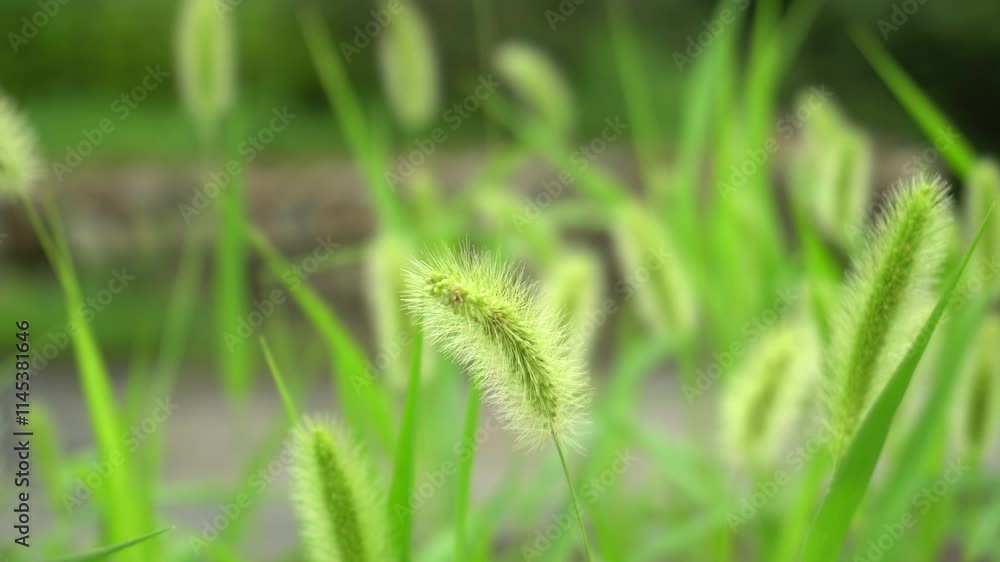 Beautiful nature landscape featuring vibrant dogwood trees and lush greenery under clear blue skies during spring Beautiful nature landscape featuring vibrant dogwood trees and lush greenery under clear blue skies during spring