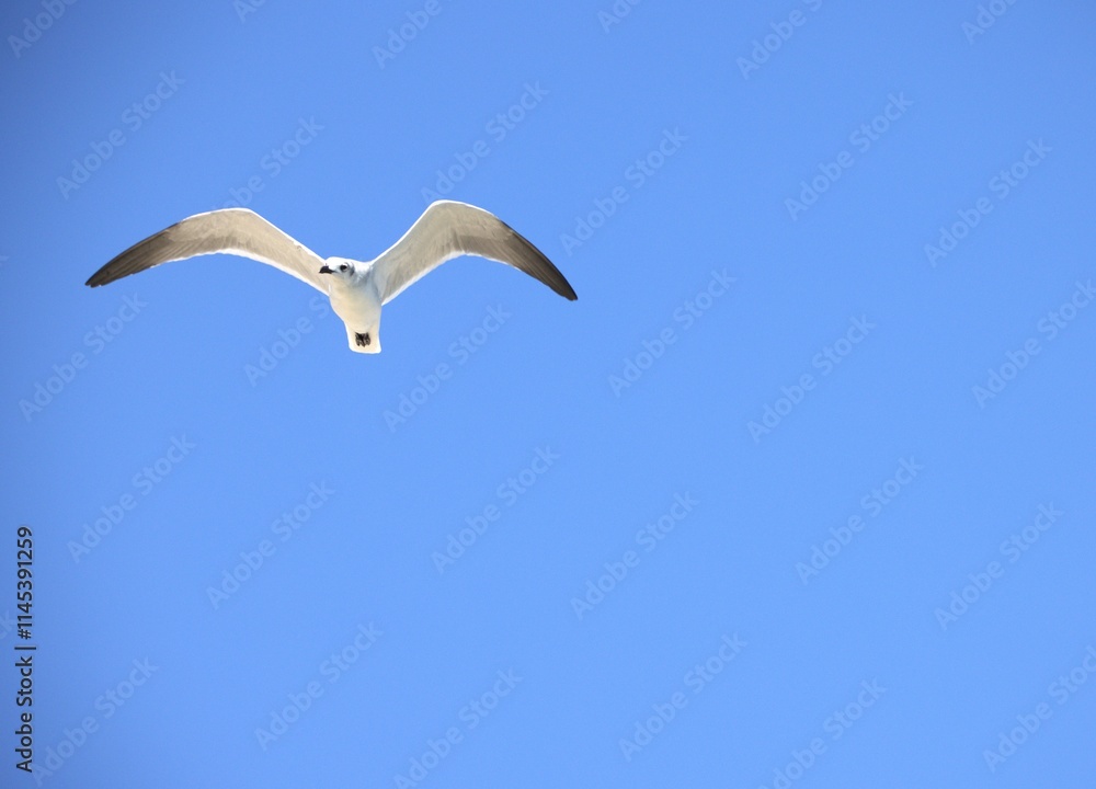 seagull in flight