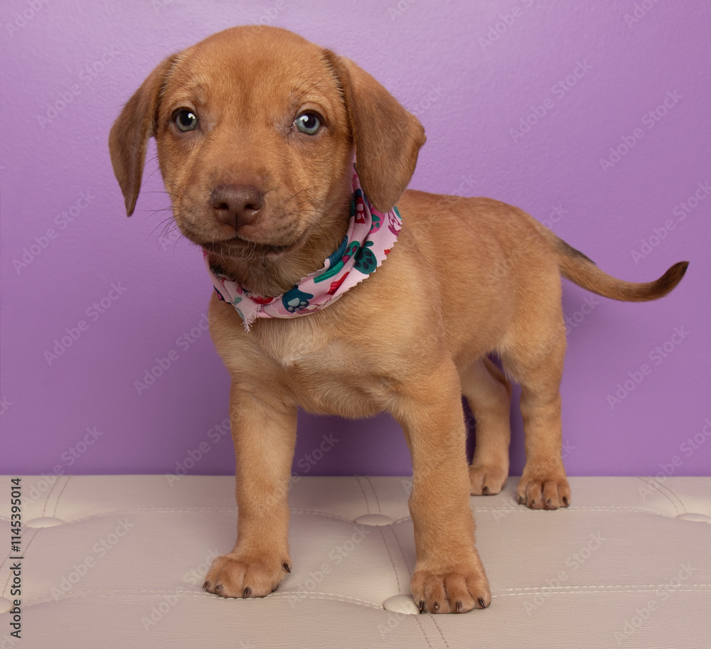 brown puppy dog with blue eyes standing up portrait brown puppy dog with blue eyes standing up portrait