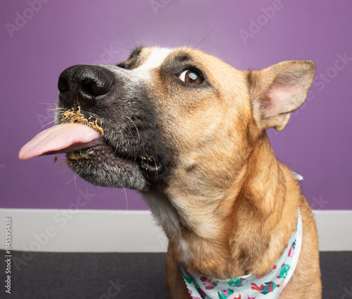 Foto brown shepherd cattle dog mix dog funny side face portrait eating peanut butter