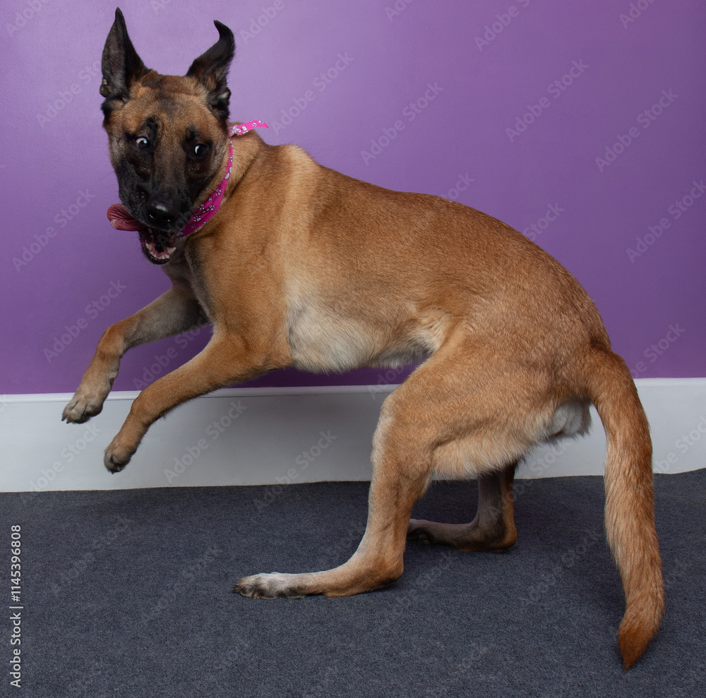 belgian malinois dog jumping funny action portrait belgian malinois dog jumping funny action portrait