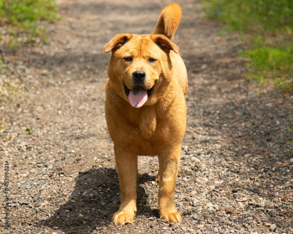 brown chow chow mix dog panting portrait brown chow chow mix dog panting portrait