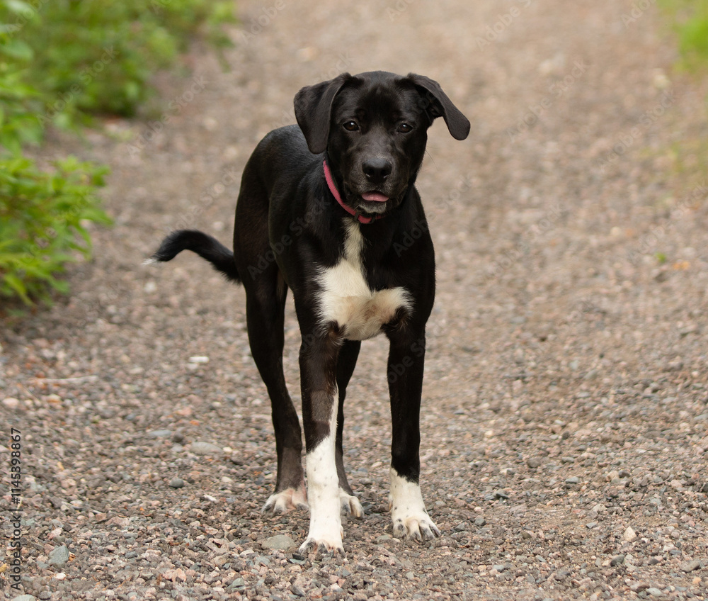 black and white lab mix puppy dog standing outdoors portrait black and white lab mix puppy dog standing outdoors portrait