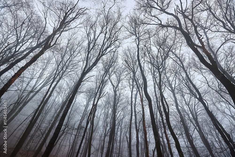 Autumn Forest Mist Bare Trees Autumn Forest Mist Bare Trees