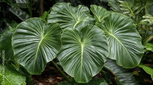 46.Close-up of Licuala grandis leaves with their distinctive, shiny green color and fan-shaped appearance; the leaves are folded into tight, frequent pleats with pointed edges at regular intervals, photo