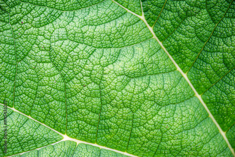 green leaf macro green leaf macro