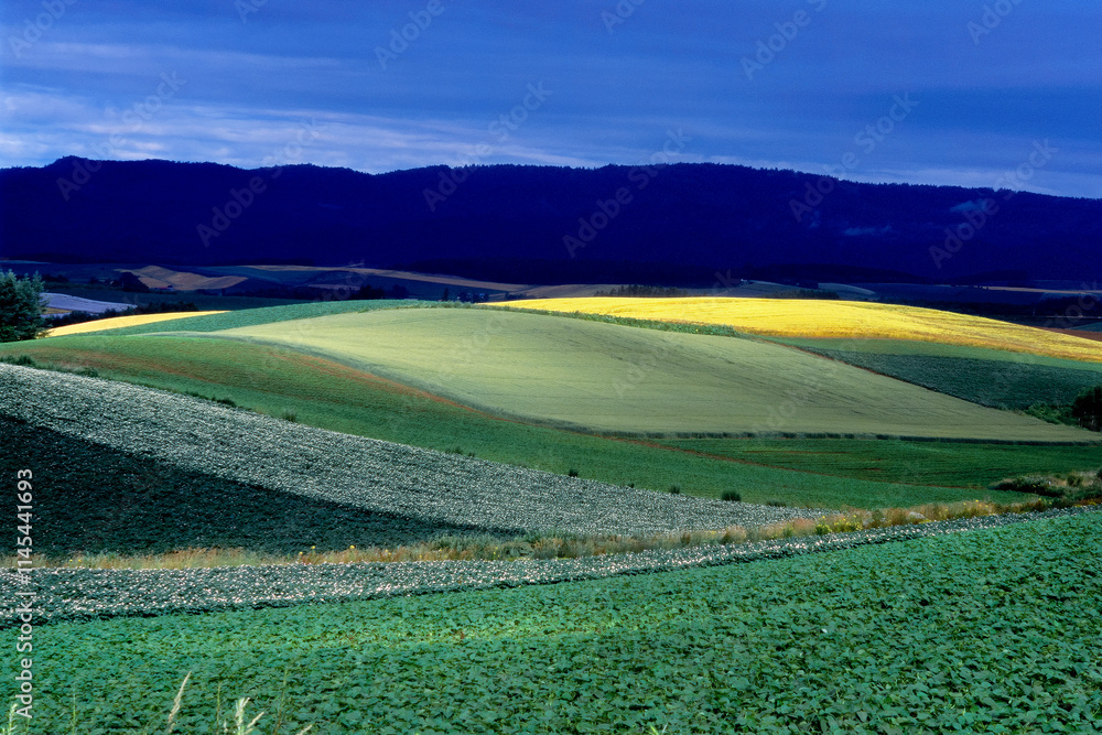 Obraz premium 一瞬の輝き（美瑛町）