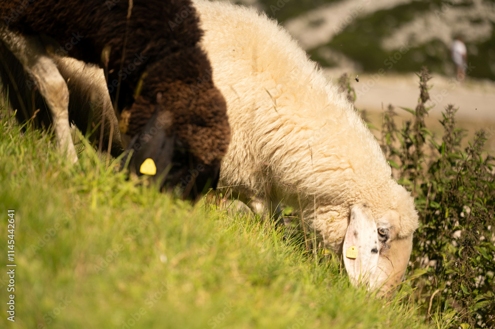 Obraz premium grazing, sheep, nature, mountain, peaceful, animals, grass, brown, white, summer, rural, rocky, valley, tags, herd, greenery, highlands, environment, nature 