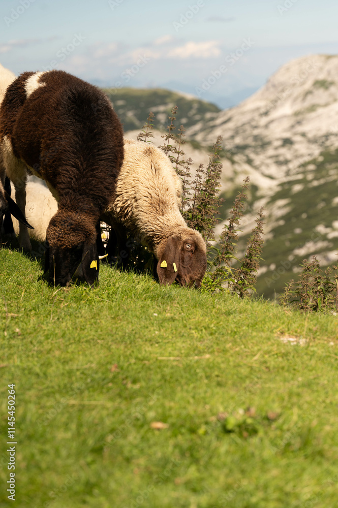 Fototapeta premium grazing, sheep, nature, mountain, peaceful, animals, grass, brown, white, summer, rural, rocky, valley, tags, herd, greenery, highlands, environment, nature 