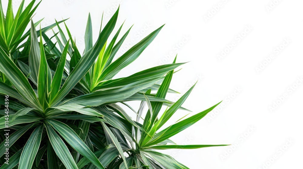 Lush Green Tropical Plant Leaves Isolated on White Background Lush Green Tropical Plant Leaves Isolated on White Background