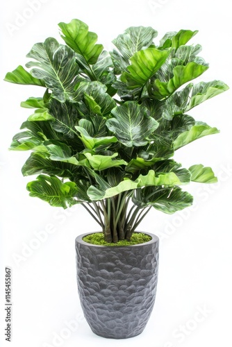 Wallpaper Mural Lush Green Philodendron Plant in Decorative Pot Home Decor Indoor Plant Torontodigital.ca